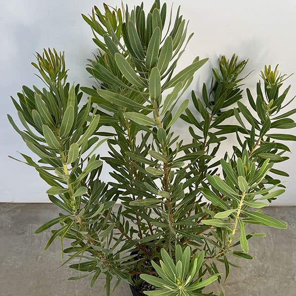 プロテア：フロステッドファイヤー 8号鉢植え の通販 | 園芸ネット