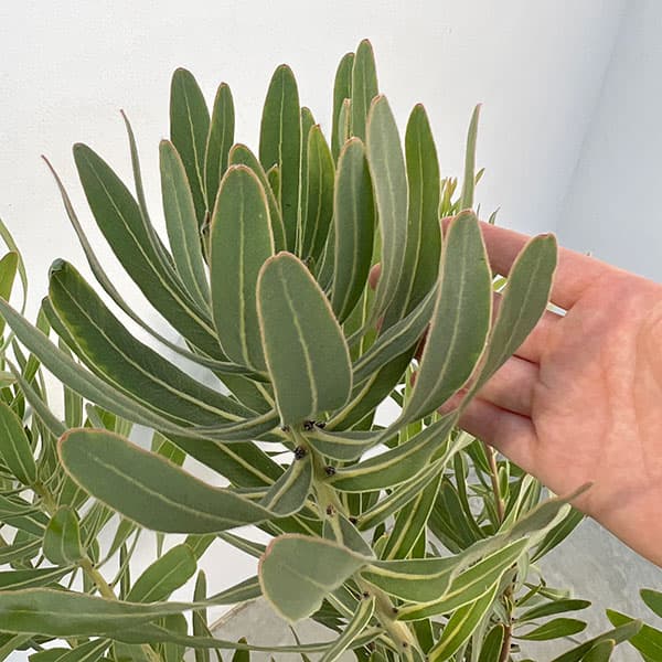 園芸ネット本店｜プロテア：フロステッドファイヤー 8号鉢植え の通販