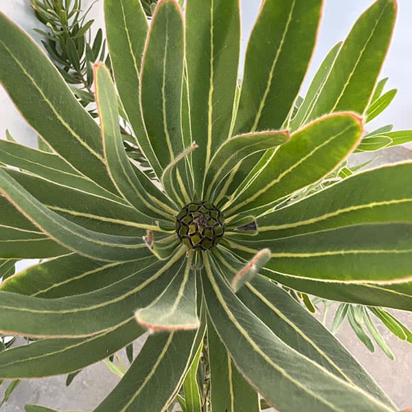 園芸ネット本店｜プロテア：フロステッドファイヤー 8号鉢植え の通販