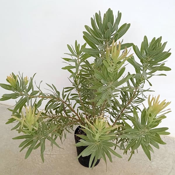 園芸ネット本店｜プロテア：フロステッドファイヤー 8号鉢植え の通販