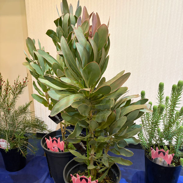 プロテア：シルビア　7号鉢植え