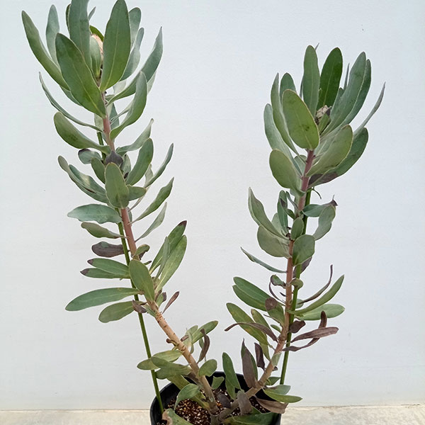 園芸ネット本店｜プロテア：シルビア 7号鉢植え24-01 の通販【公式】