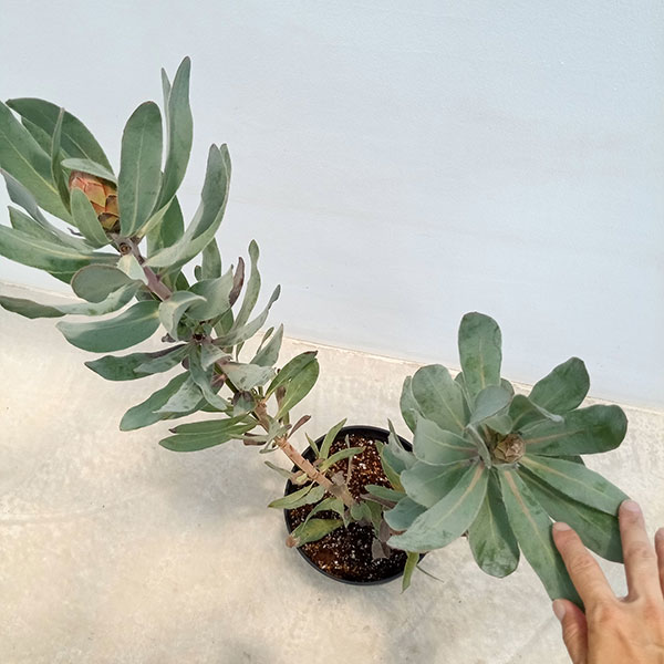 園芸ネット本店｜プロテア：シルビア 7号鉢植え24-01 の通販【公式】