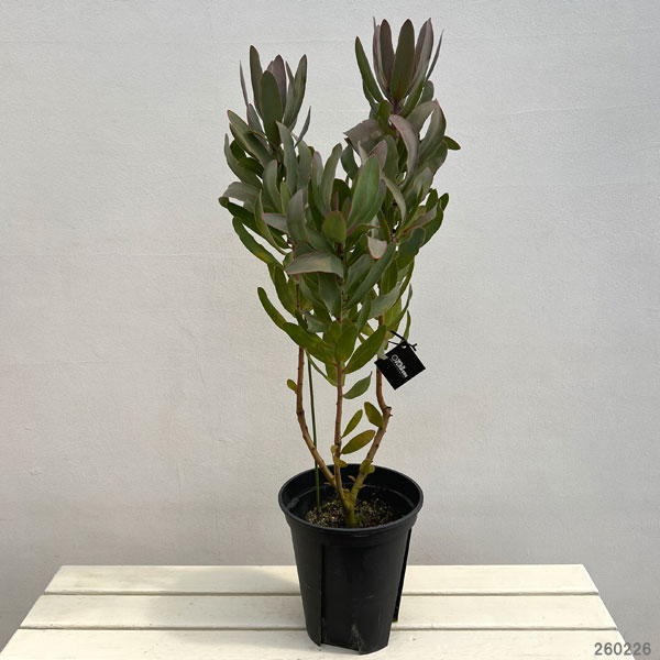 プロテア:シルビア 7号鉢植え