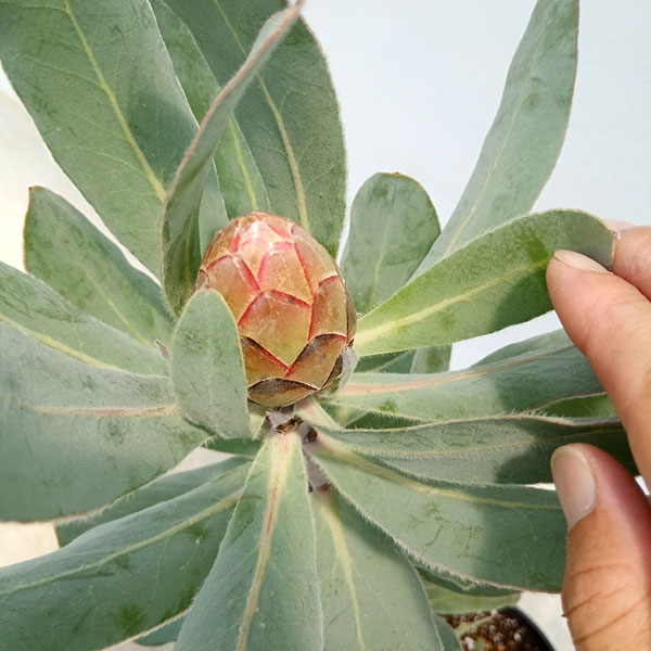 園芸ネット本店｜プロテア：シルビア 7号鉢植え24-01 の通販【公式】