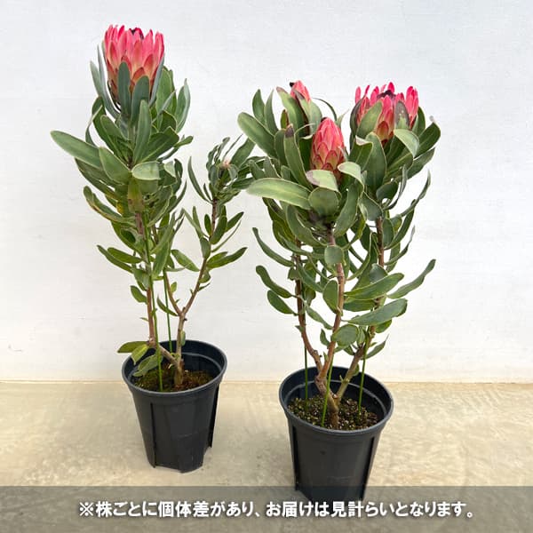プロテア：シルビア　7号鉢植え