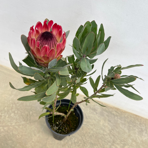 プロテア：シルビア　7号鉢植え