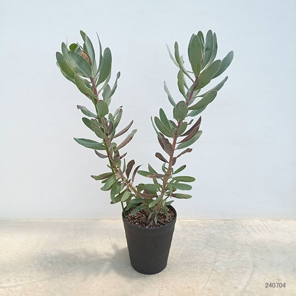 プロテアシルビア　超希少！ プロテア：シルビア 7号鉢植え24-02 の通販 | 園芸ネット