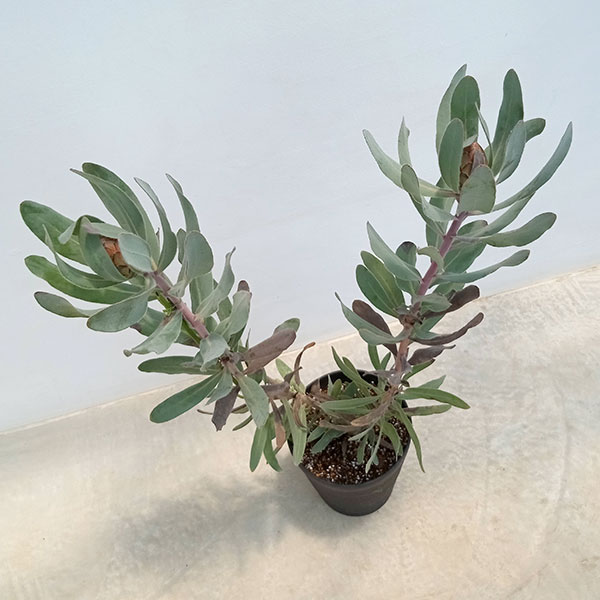 園芸ネット本店｜プロテア：シルビア 7号鉢植え24-02 の通販【公式】