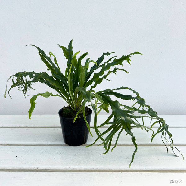 シダ:ノキシノブ さざ波雲龍 3号ポット