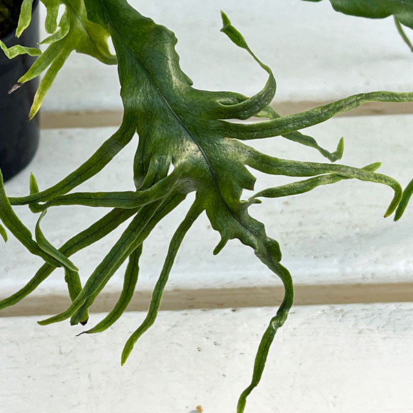 シダ:ノキシノブ さざ波雲龍 3号ポット