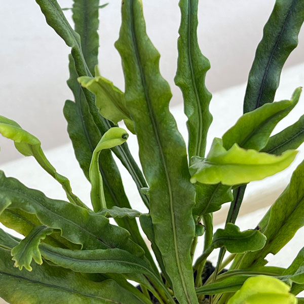 シダ:ノキシノブ さざ波雲龍 3号ポット