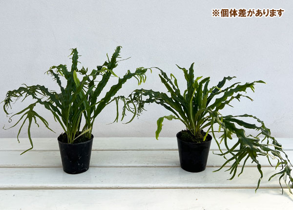 シダ:ノキシノブ さざ波雲龍 3号ポット