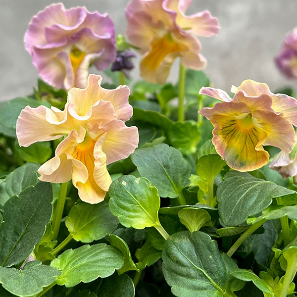 【花苗】見元園芸　レモンムース　レモン① 見元園芸さんのビオラ：レモンムース3-3.5号ポット の通販