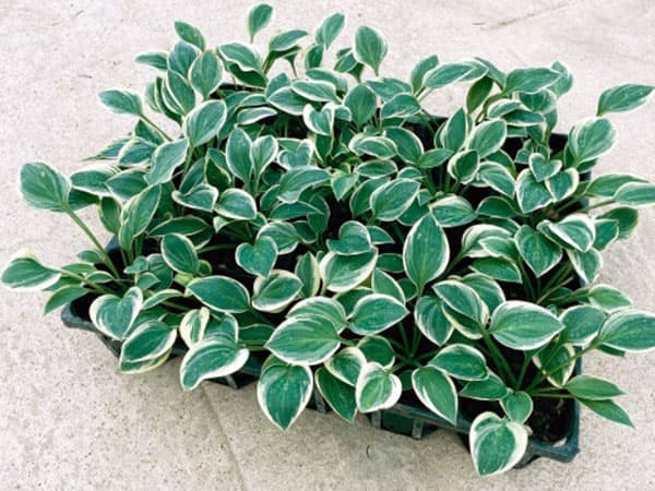 [26年4月下旬予約]ギボウシ（ホスタ）：ハッシュパピーズ3.5号ポット