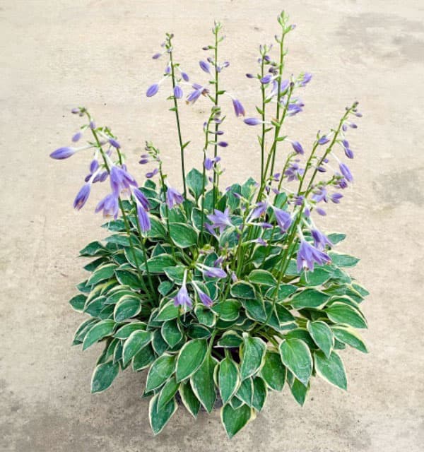 [26年4月下旬予約]ギボウシ（ホスタ）：ハッシュパピーズ3.5号ポット