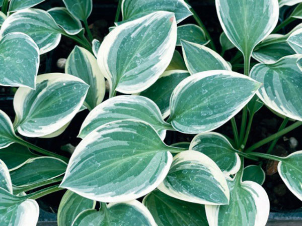 miiページ　ホスタ 園芸ネット本店｜ギボウシ（ホスタ）：ハッシュパピーズ3.5号ポット の