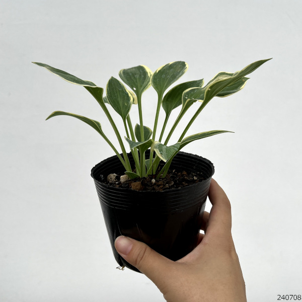 園芸ネット本店｜ギボウシ（ホスタ）：ハッシュパピーズ3.5号ポット の