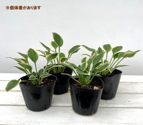 miiページ　ホスタ 楽天市場】ギボウシ（ホスタ） オトメ : おぎはら植物園