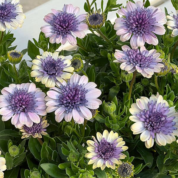 オステオスペルマム（ダブル）：ベネチア3.5号ポット