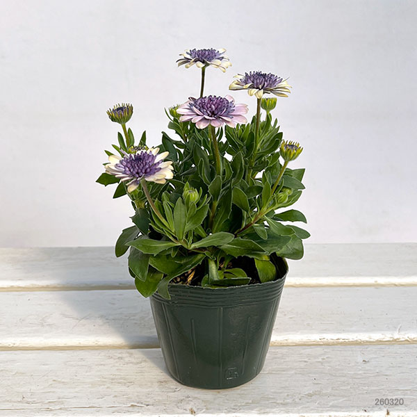 オステオスペルマム（ダブル）：ベネチア3.5号ポット