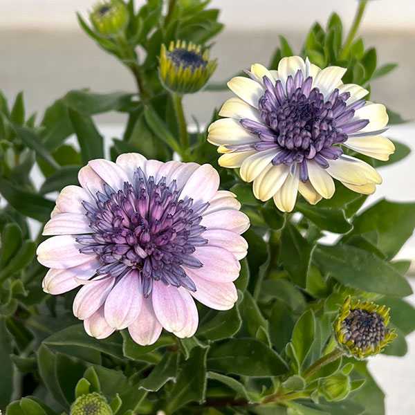 オステオスペルマム（ダブル）：ベネチア3.5号ポット