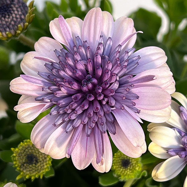 オステオスペルマム（ダブル）：ベネチア3.5号ポット