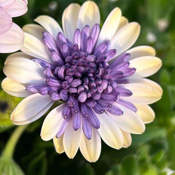 オステオスペルマム（ダブル）：ベネチア3.5号ポット