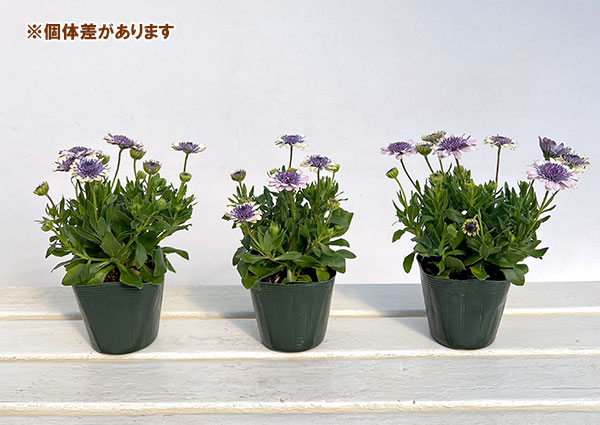 オステオスペルマム（ダブル）：ベネチア3.5号ポット