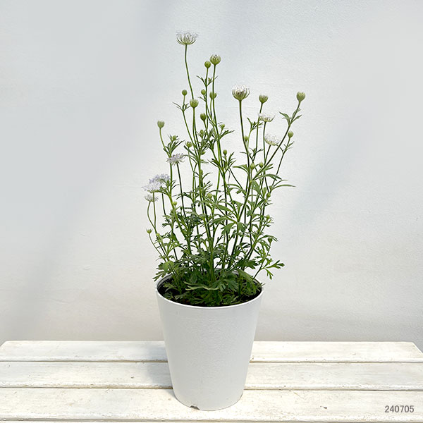 ブルーレースフラワー5号鉢植え