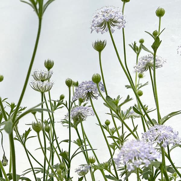 ブルーレースフラワー5号鉢植え