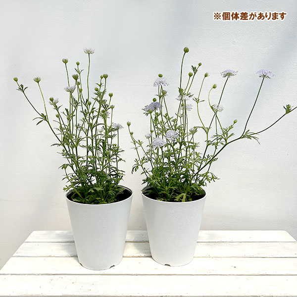 ブルーレースフラワー5号鉢植え