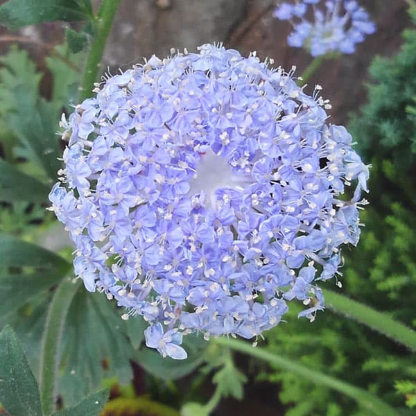 ブルーレースフラワー5号鉢植え の通販 | 園芸ネット