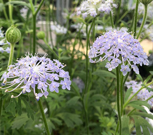 ブルーレースフラワー5号鉢植え