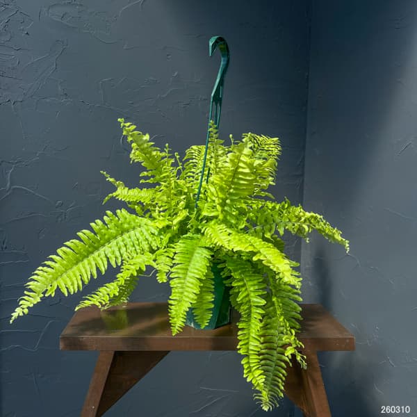 ネフロレピス：ブロンド　5号吊り鉢