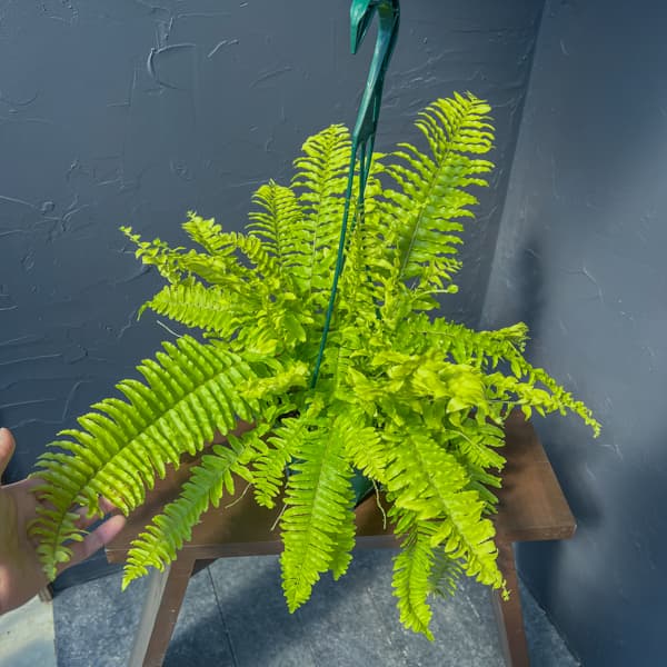 ネフロレピス：ブロンド　5号吊り鉢