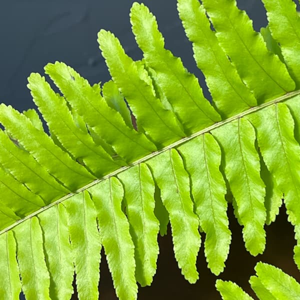 ネフロレピス：ブロンド　5号吊り鉢