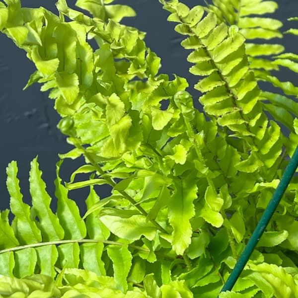 ネフロレピス：ブロンド　5号吊り鉢