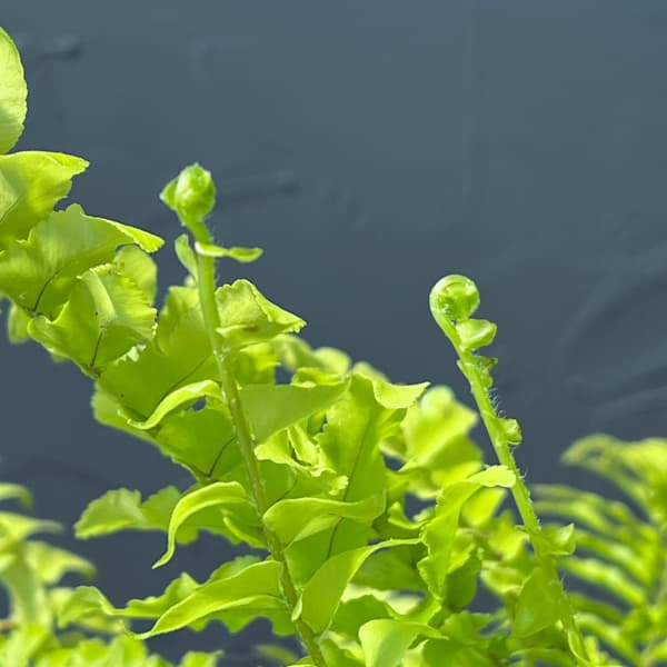 ネフロレピス：ブロンド　5号吊り鉢