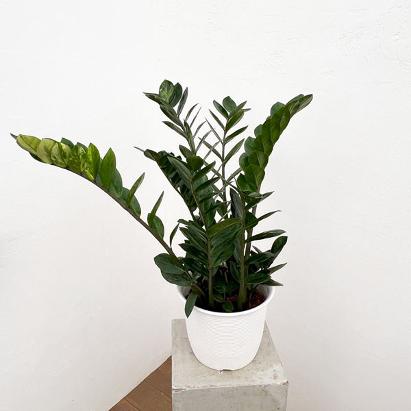 専用になりますm(__)mザミオクルカス斑入り　7号　250923 ザミオクルカス：ザミーフォリア（ちょっと斑入り）7号鉢植え24