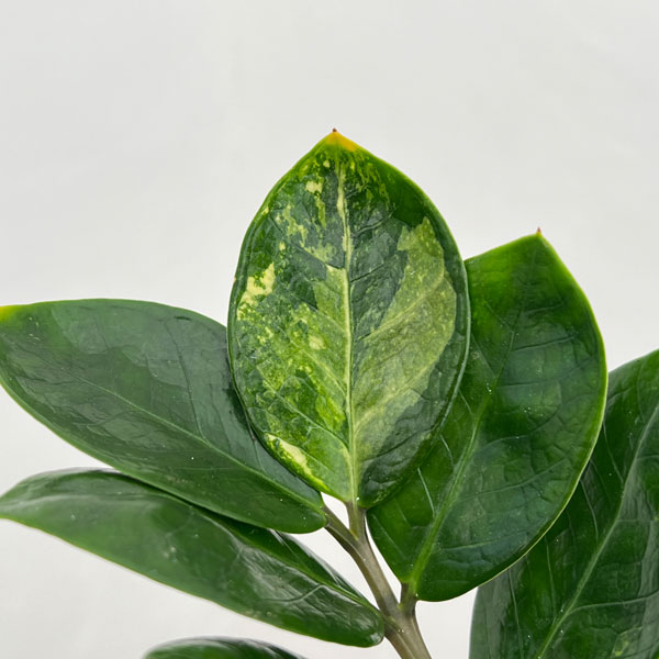 ザミオクルカス：ザミーフォリア（ちょっと斑入り）7号鉢植え24