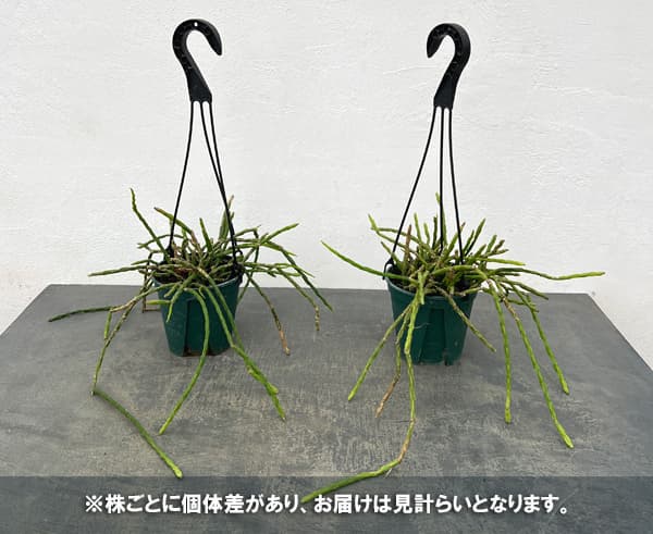 リプサリス：パラドクサ　4.5号吊り鉢