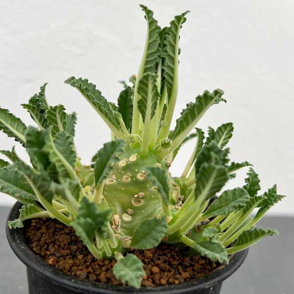 園芸ネット本店｜ドルステニア：ラブラニー 2.5号鉢植え の通販【公式】