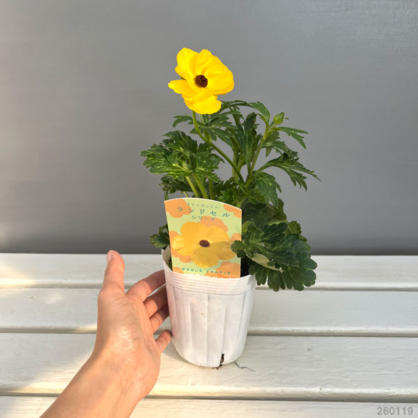 ラナンキュラス：サラセレネ　アマルティア3.5-4号ポット
