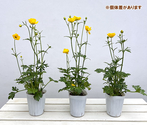 （わけあり特価）ラナンキュラス：サラセレネ　アマルティア3.5-4号ポット