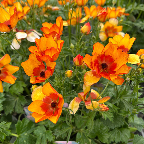 ラナンキュラス：サラセレネ　モノケロス3.5-4号ポット