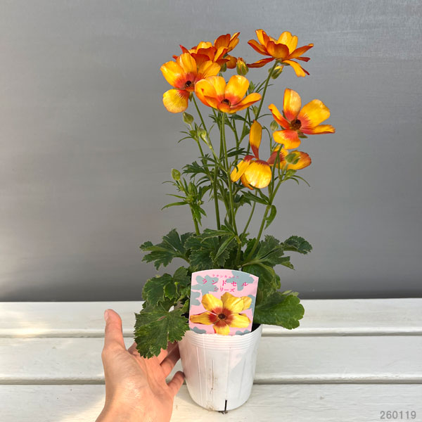 （わけあり特価）ラナンキュラス：サラセレネ　モノケロス3.5-4号ポット