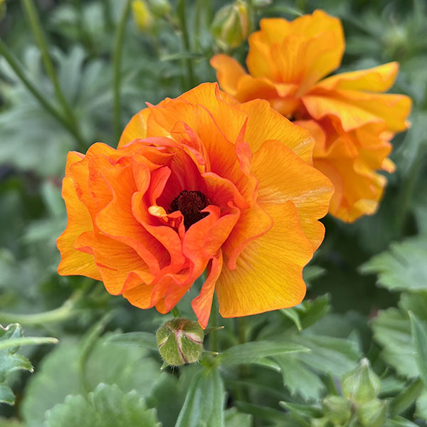 ラナンキュラス：サラセレネ　ラゴス3.5-4号ポット