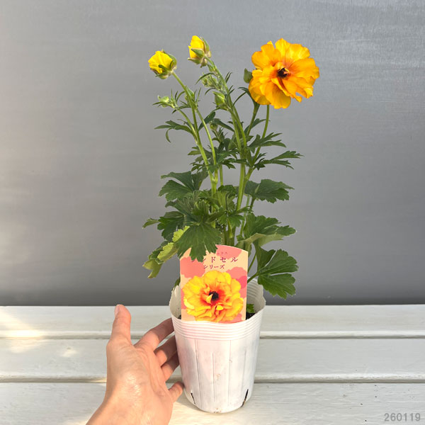 園芸ネット本店｜ラナンキュラス：サラセレネ ラゴス3.5-4号ポット の