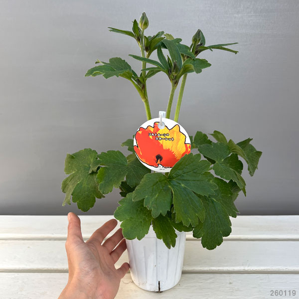 ラナンキュラス：ソルトムーン　スカーレット3.5-4号ポット